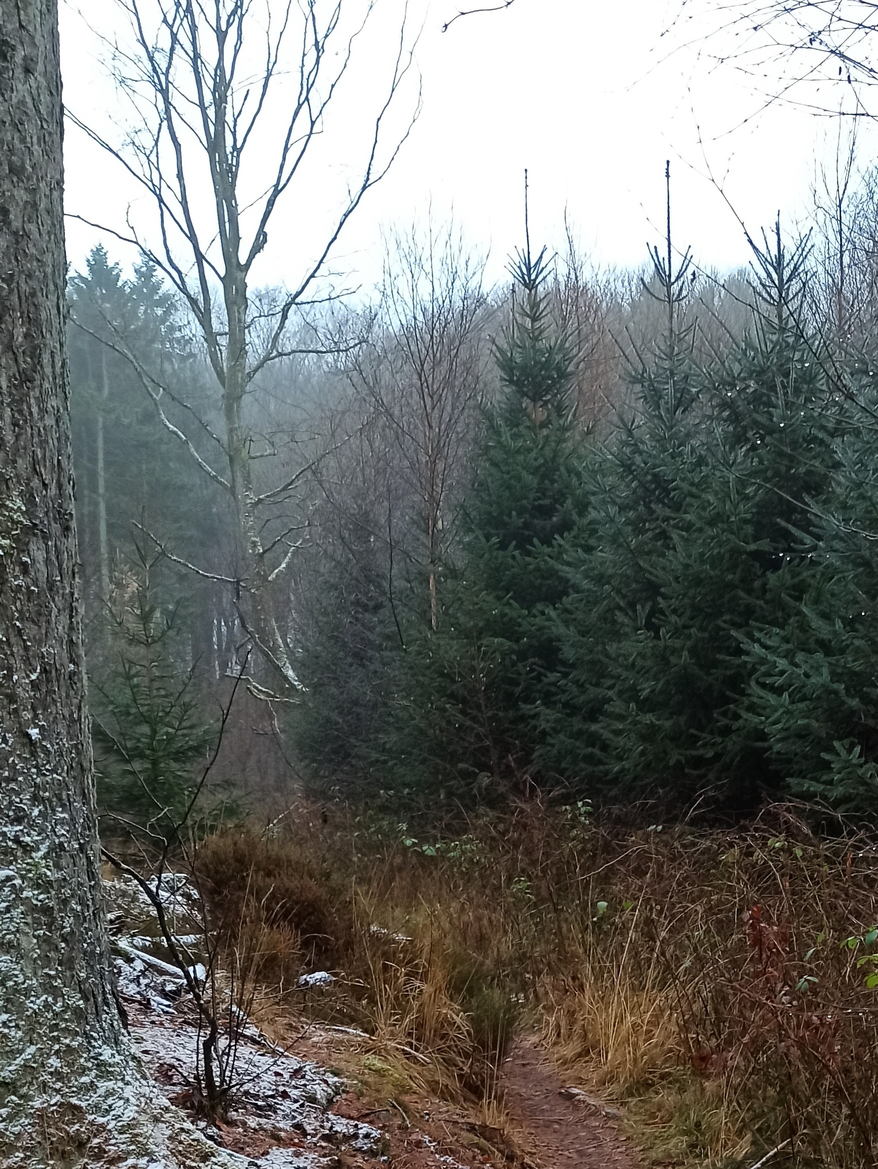 Misty forest view
