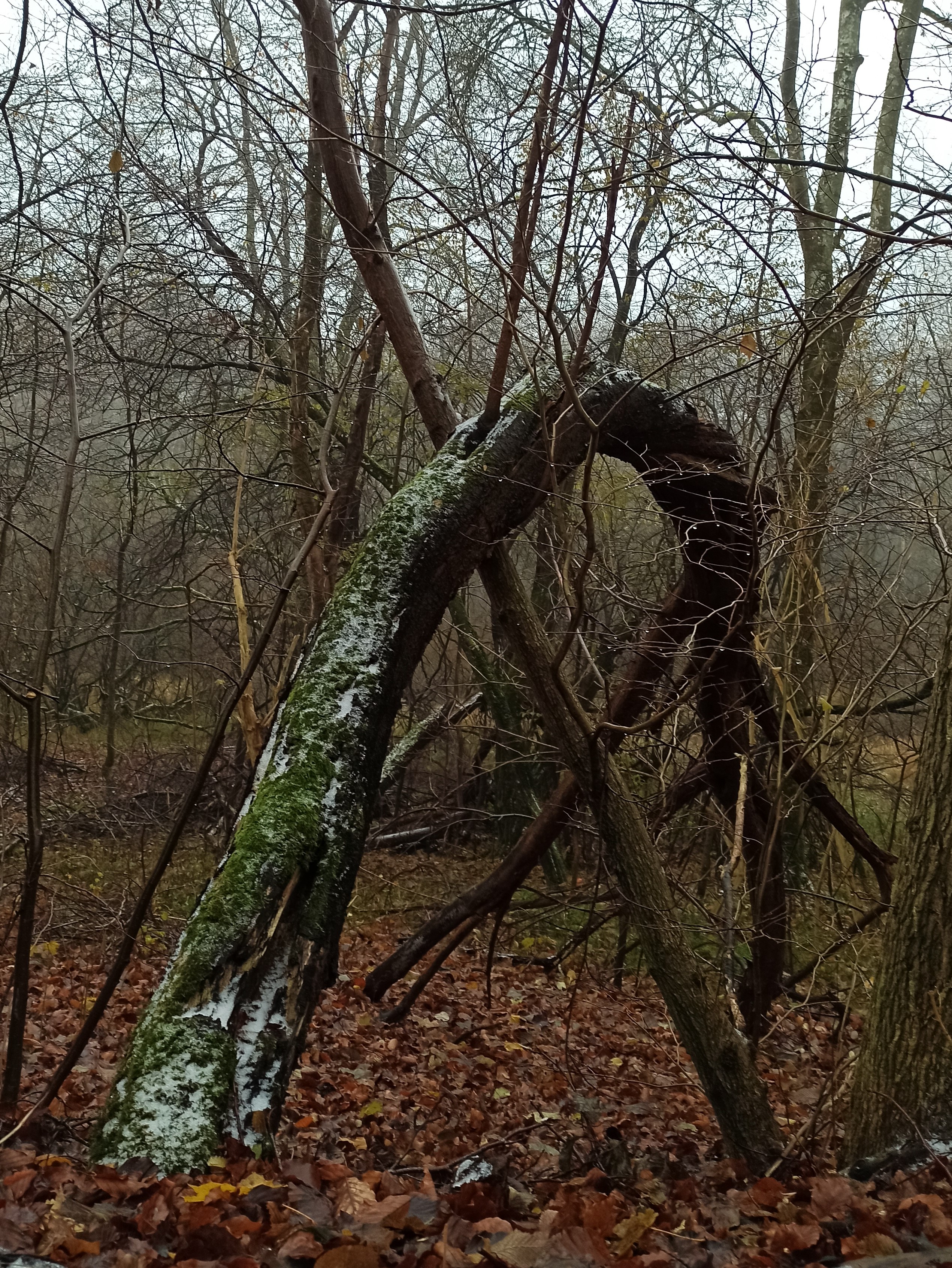 Tree archway