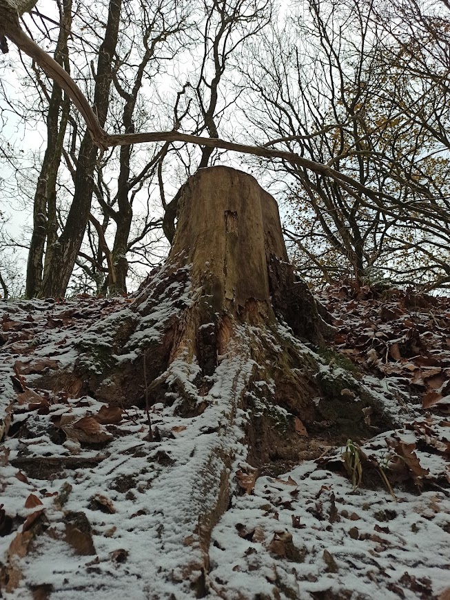 Tree stump