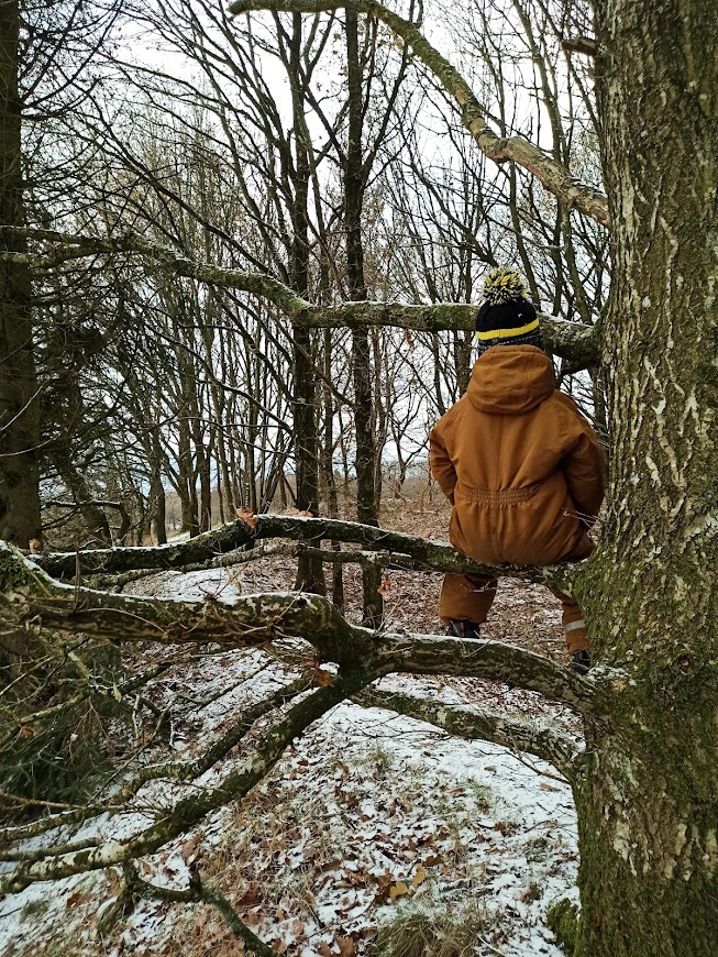 Boy sitting up a tree, facing away
