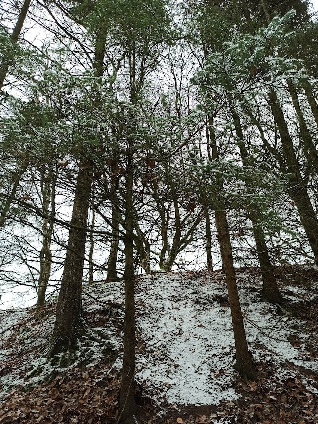 Trees